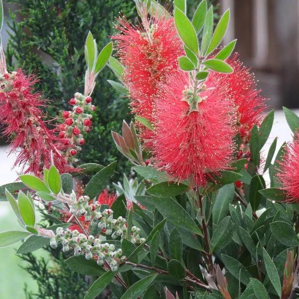 Narrow Leaf Bottlebrush Trees (Callistemon linearis Quarter Standard) 1